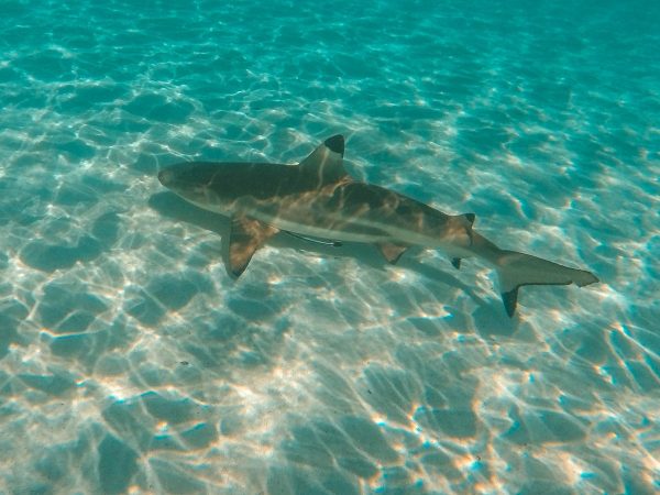 Mo'orea Shark and Sting Rays