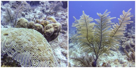 Flamingo Divers, Turks & Caicos