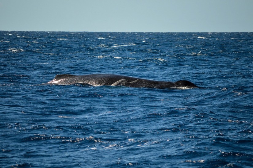 Trilogy Whale Watch, Maui