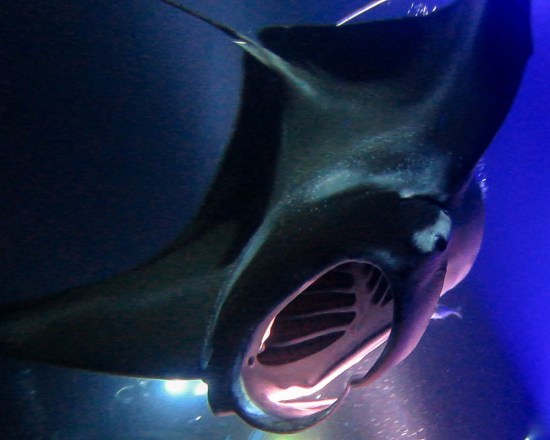 Manta Ray night dive