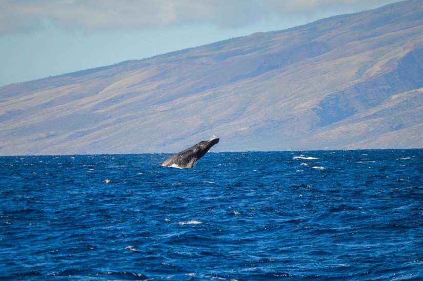 Trilogy Whale Watch, Maui